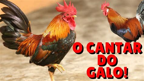 o galo cantando|Ouça o som de uma galo cantando